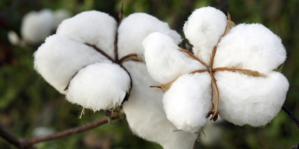 Fruits de coton blanc éclatant sur une plante avec leurs capsules écloses et fibres visibles