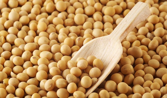 Grains de soja jaunes avec une petite pelle en bois déposée au-dessus des graines