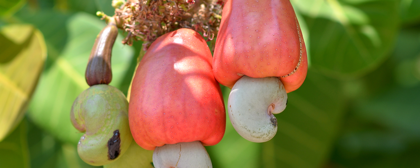 Trois noix de cajou suspendues à leur fruit de couleur rouge vif sur un arbre aux feuilles vertes