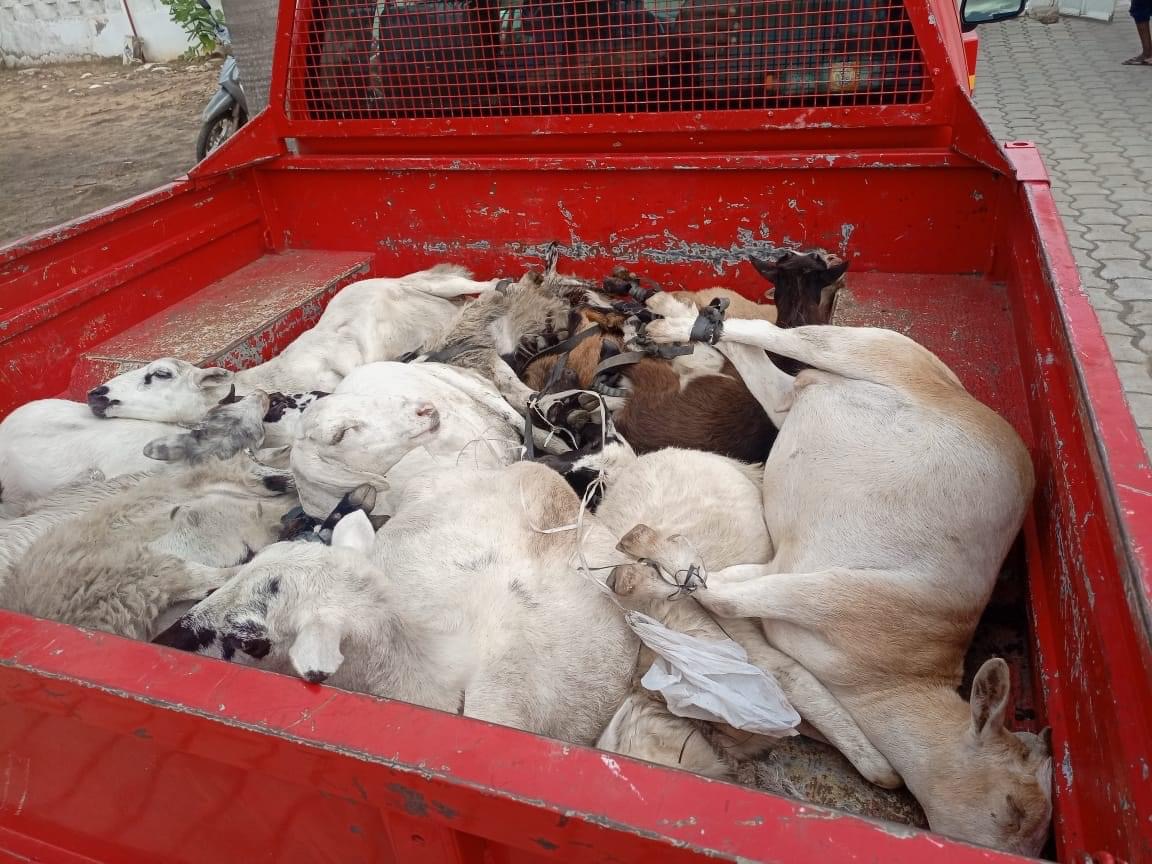 Plusieurs chèvres et moutons couchés dans la benne arrière d’un véhicule rouge stationné sur une surface pavée