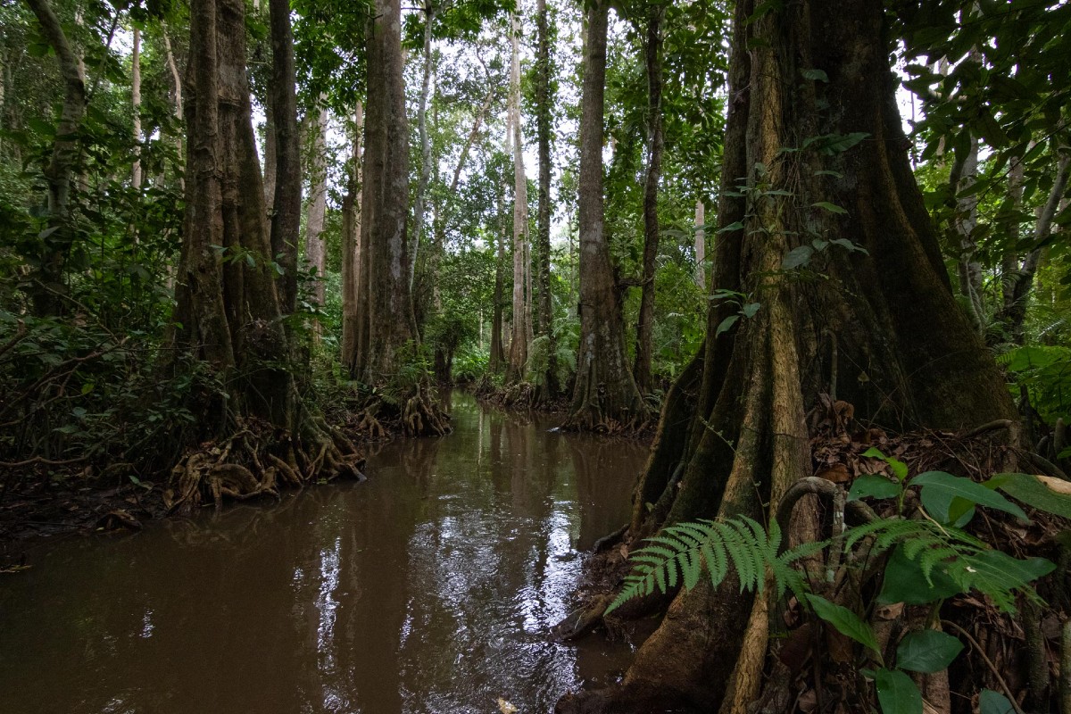 Forêt dense traversée par un cours d'eau calme entouré d'arbres aux troncs larges et de végétation abondante
