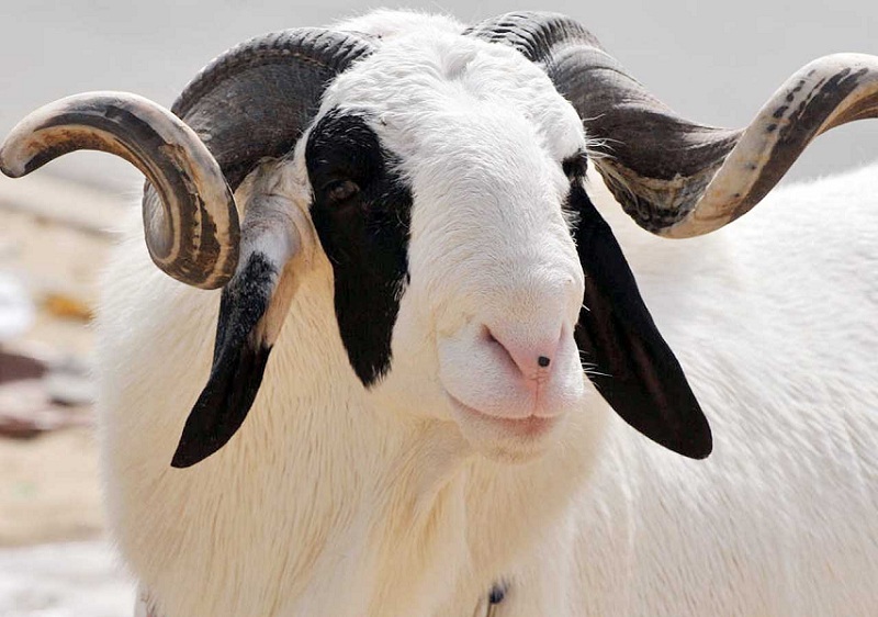 Gros plan sur une tête de bélier blanc à cornes courbées vers l'avant avec des taches noires sur le visage