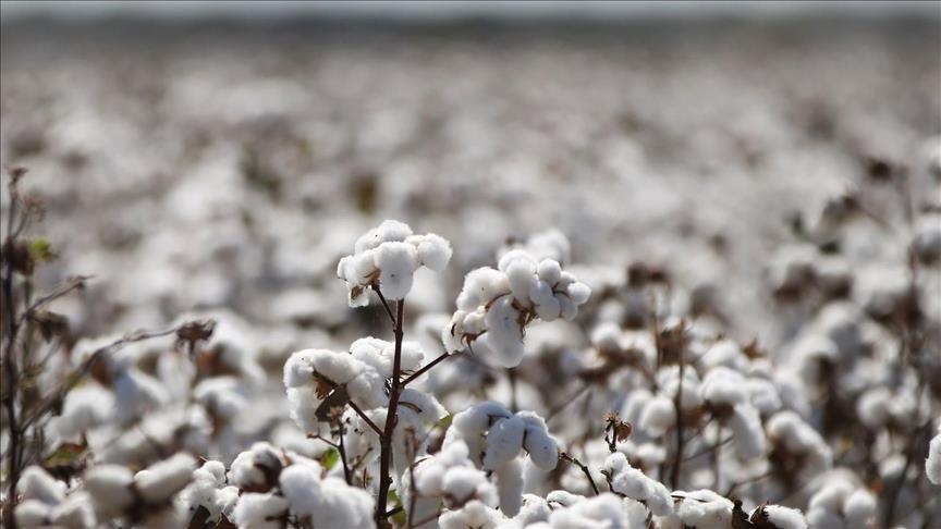 Champ de coton blanc à maturité sous un ciel clair avec des plantes dispersées en avant-plan