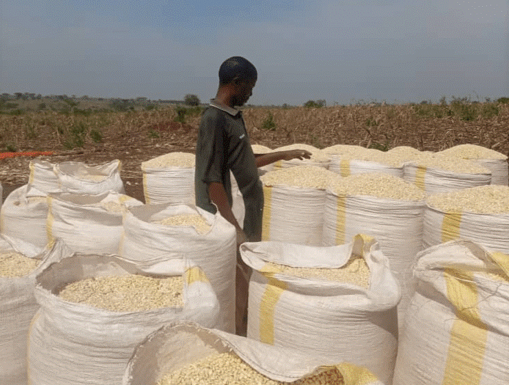 Homme debout dans un champ entouré de grands sacs remplis de grains clairs sous un ciel bleu.
