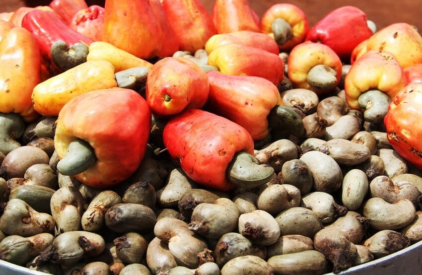 Noix de cajou entières avec leurs pommes rouges et jaunes sur une surface plane.